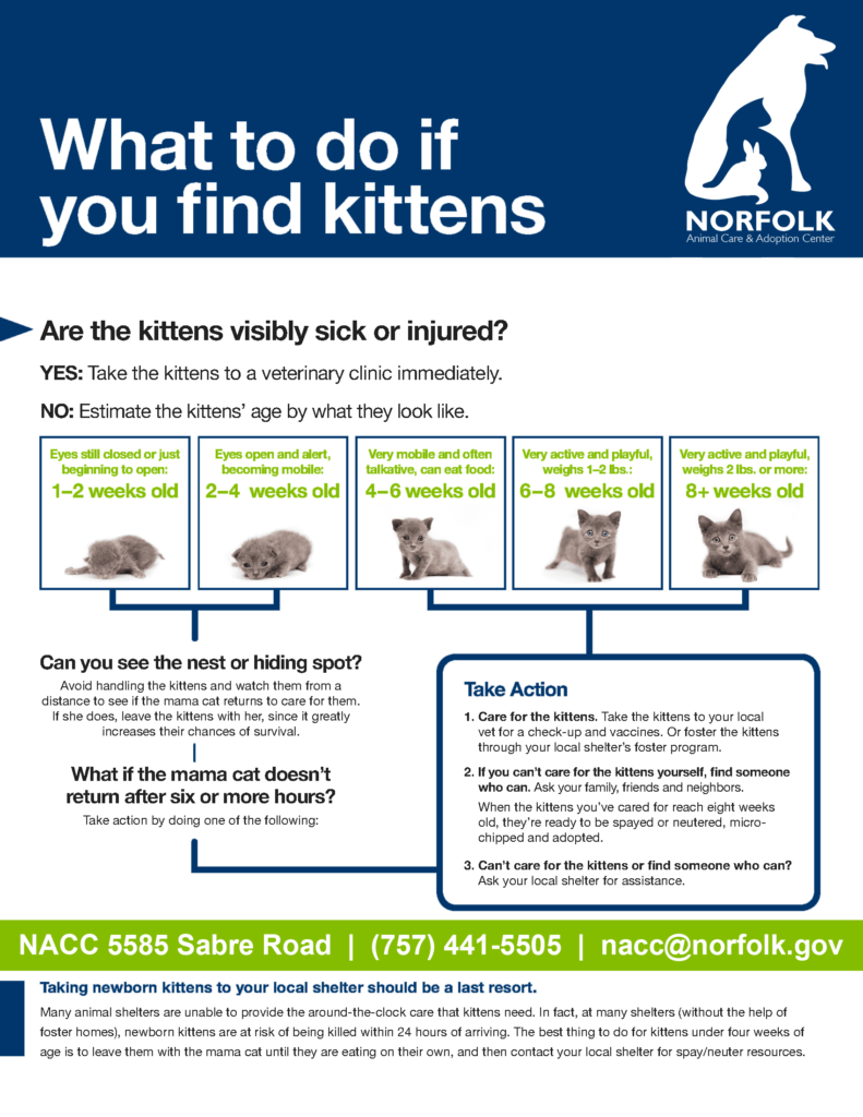 What to do if you find stray kittens