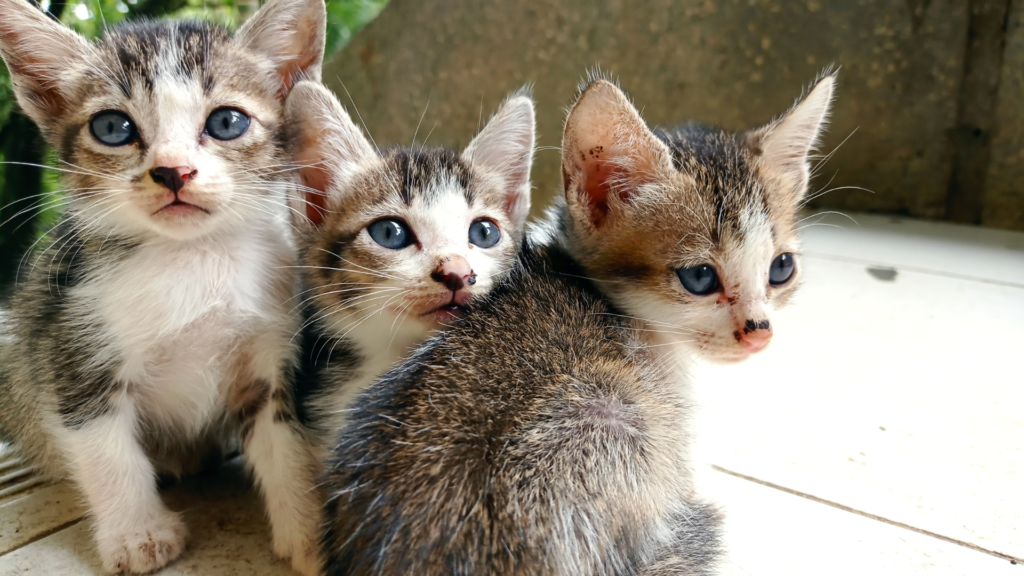 stray kittens